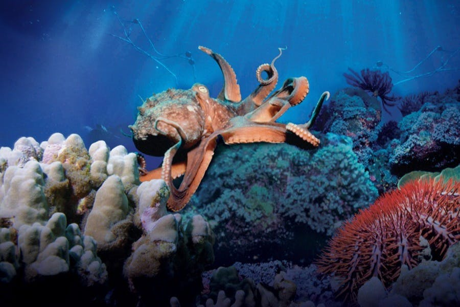 Simons Theater at the New England Aquarium: Secrets Of The Sea - Photo 1 of 3